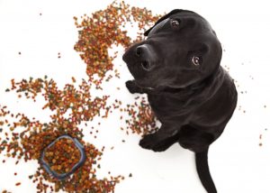 Hundefutter - Trockenfutter ist schädlich